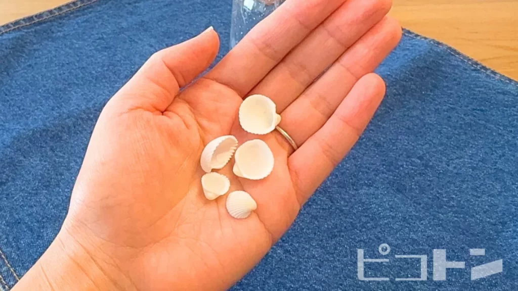 センサリーボトルに使う貝殻